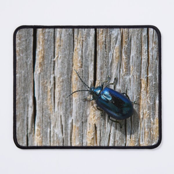 Item preview, The Black. Alder leaf beetle designed and sold by Jouko Lehto Photography.