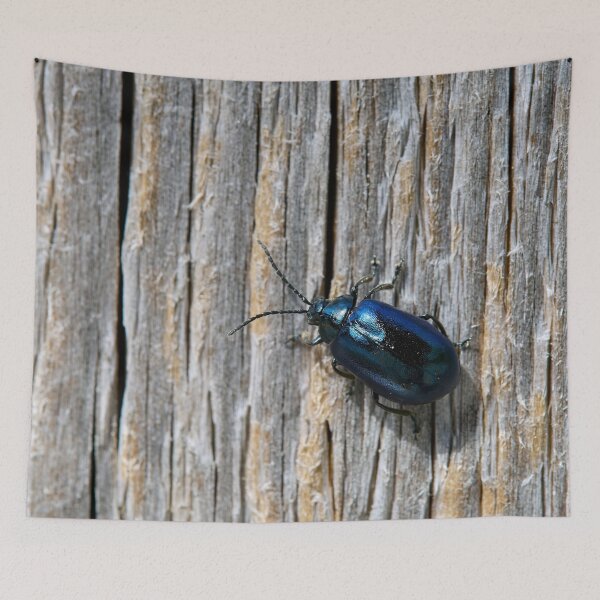 Item preview, The Black. Alder leaf beetle designed and sold by Jouko Lehto Photography.