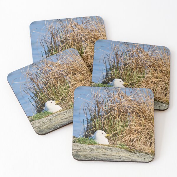 Item preview, Nest On the rocks. Common gull Spring 2026 designed and sold by Jouko Lehto Photography.