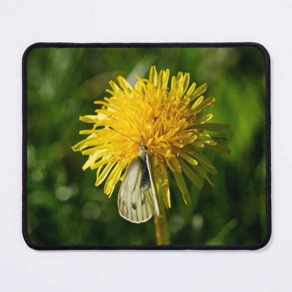 Item preview, Green-veined White on dandelion 2026 designed and sold by Jouko Lehto Photography.