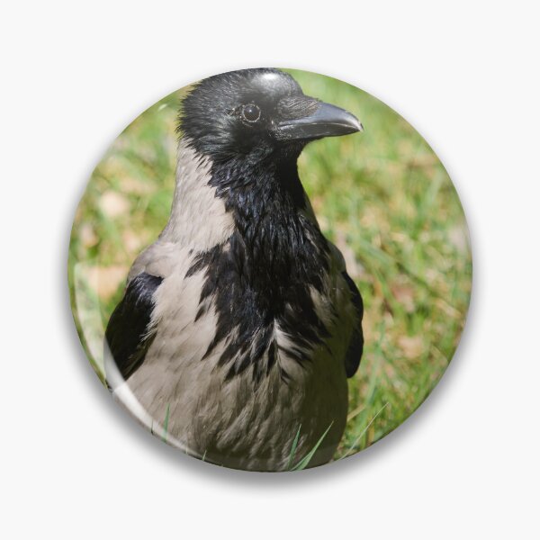 Item preview, Hello. Hooded crow Spring 2026 designed and sold by Jouko Lehto Photography.