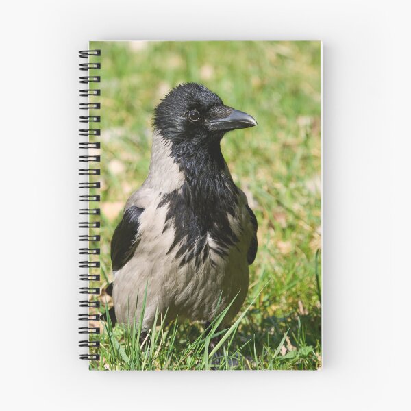 Item preview, Hello. Hooded crow Spring 2026 designed and sold by Jouko Lehto Photography.