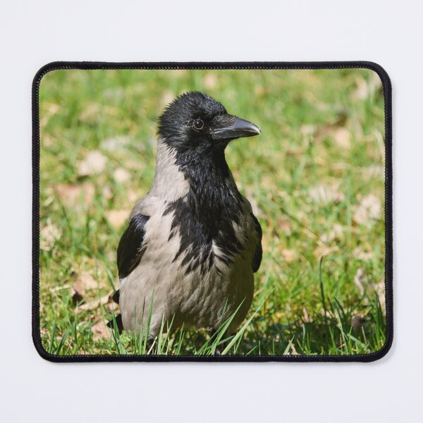 Item preview, Hello. Hooded crow Spring 2026 designed and sold by Jouko Lehto Photography.