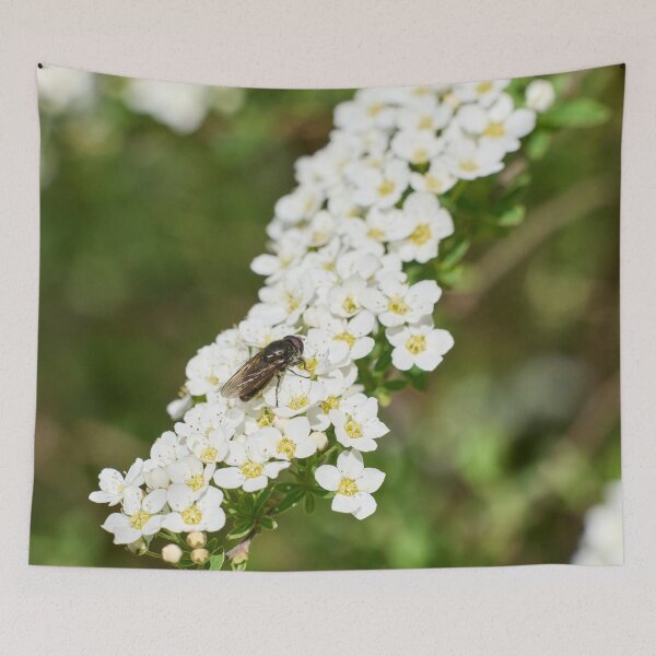 Aperçu de l'œuvre Toutes ces fleurs 2. Syrphe créée et vendue par Jouko Lehto Photography.