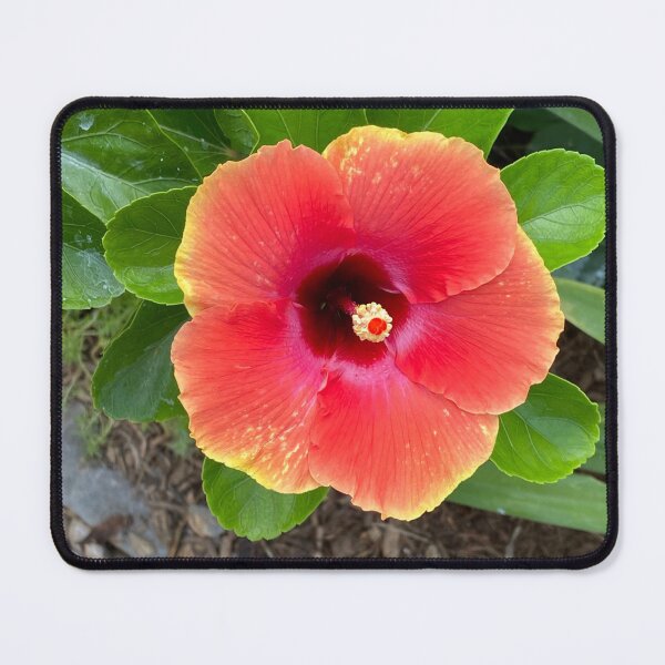Item preview, Hibiscus flower designed and sold by Dunnette Imaging.