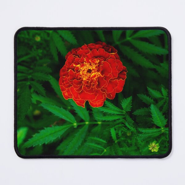 Item preview, Red, Orange, and Yellow Marigold Macro designed and sold by PhotoArtbyGrace.
