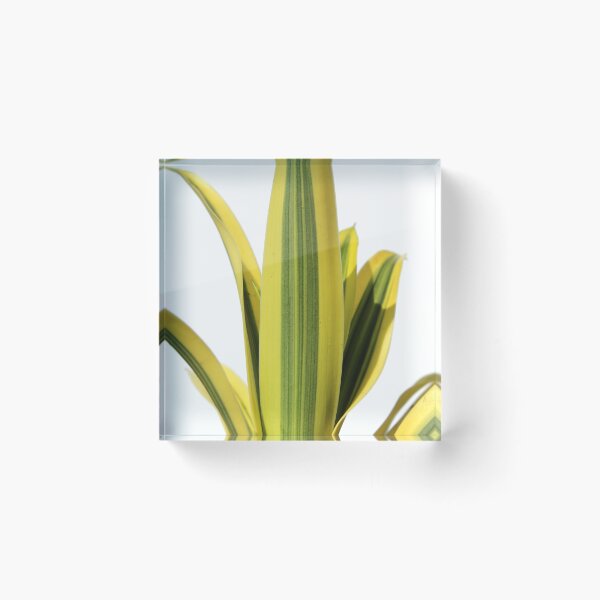 Item preview, Vibrant Variegated Dracaena Plant Leaf Texture designed and sold by 27Tammy27.