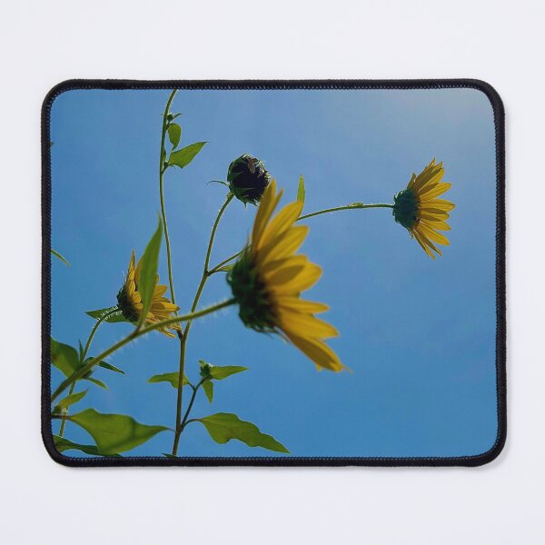 Item preview, Cluster of sunflowers looking up designed and sold by Baulmonart.