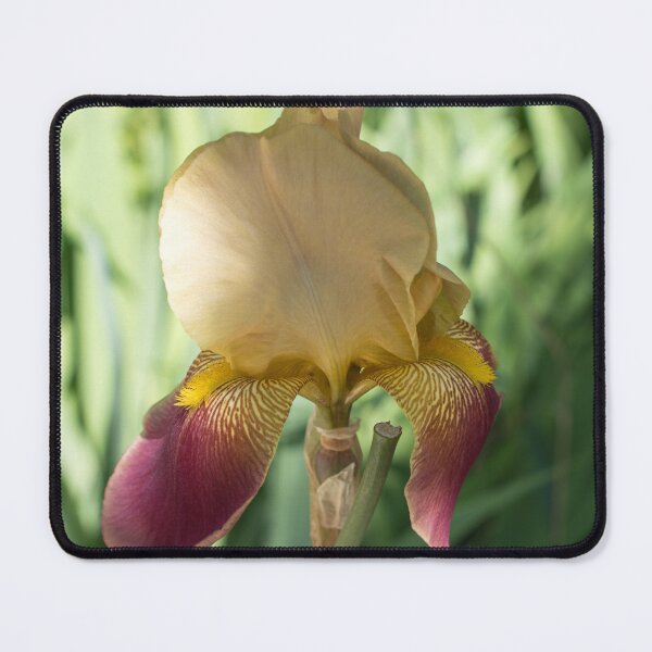 Item preview, Cream and Violet Iris with Tiger Striped Petals designed and sold by Georgia Mizuleva.