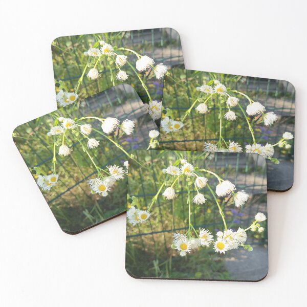 Item preview, Delicate White Daisy Wildflowers in Summer Sunlight designed and sold by PhuongVoArt.