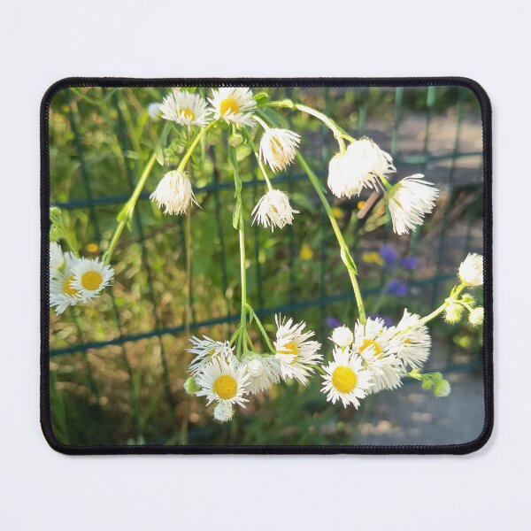 Item preview, Delicate White Daisy Wildflowers in Summer Sunlight designed and sold by PhuongVoArt.