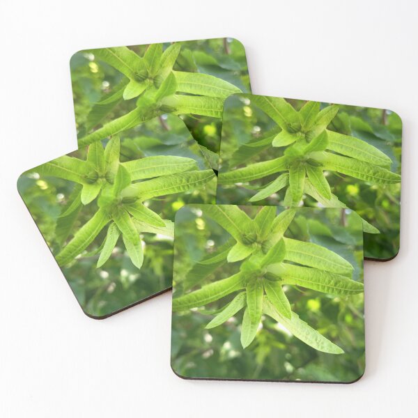 Item preview, Green Flower Buds with Star Shaped Sepals Macro Nature Close Up designed and sold by PhuongVoArt.