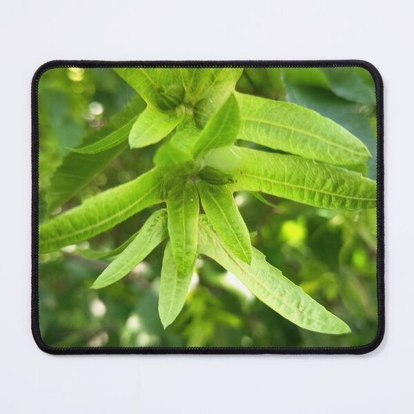 Item preview, Green Flower Buds with Star Shaped Sepals Macro Nature Close Up designed and sold by PhuongVoArt.