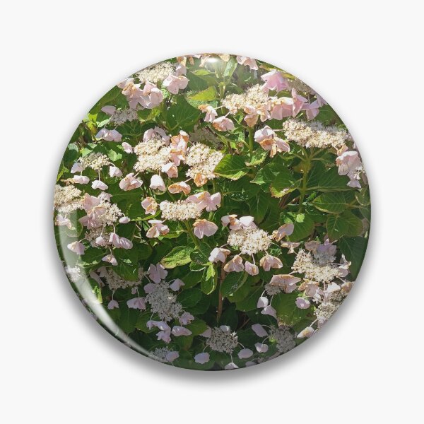 Item preview, Pink Lacecap Hydrangea Bush Blooming in Summer Garden designed and sold by PhuongVoArt.