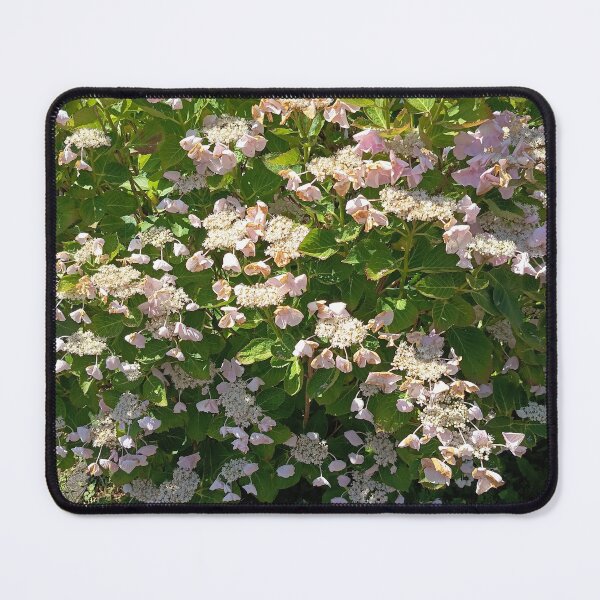 Item preview, Pink Lacecap Hydrangea Bush Blooming in Summer Garden designed and sold by PhuongVoArt.