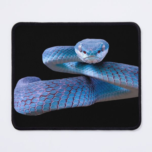 Item preview, Blue Viper Snake designed and sold by Reinrab.