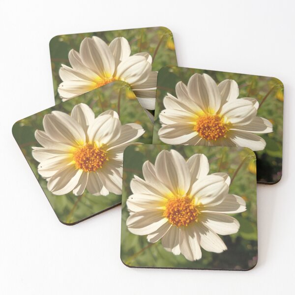 Item preview, White Dahlia Flower Close Up in Golden Summer Sunlight designed and sold by PhuongVoArt.