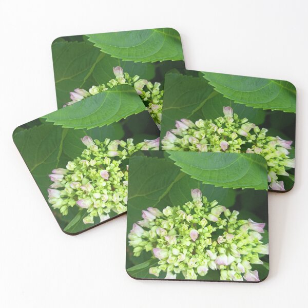 Item preview, Young Pink Hydrangea Buds with Fresh Green Leaves Close Up designed and sold by PhuongVoArt.