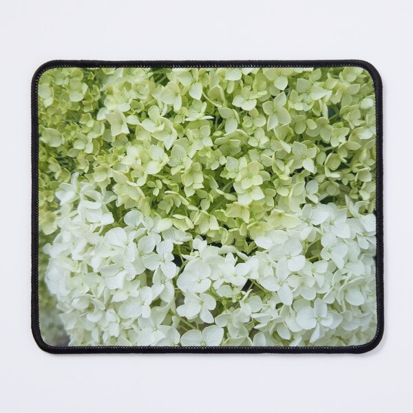 Item preview, Green to White Hydrangea Bloom Close Up designed and sold by PhuongVoArt.