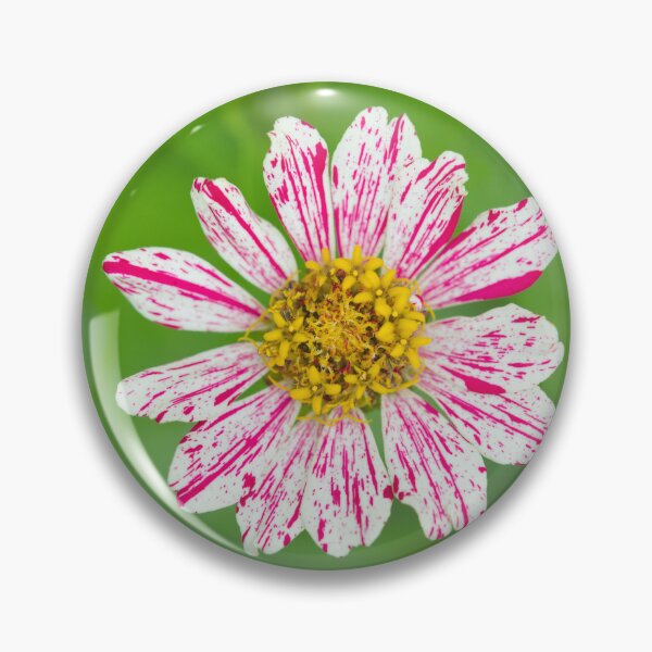 Item preview, Peppermint Stick Zinnia, Pink and White Striped Flower, Beautiful Photography Art designed and sold by Angela Dow.