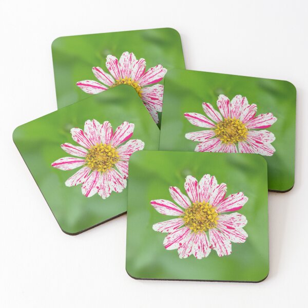 Item preview, Peppermint Stick Zinnia, Pink and White Striped Flower, Beautiful Photography Art designed and sold by Angela Dow.