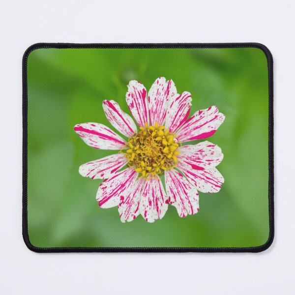 Item preview, Peppermint Stick Zinnia, Pink and White Striped Flower, Beautiful Photography Art designed and sold by Angela Dow.