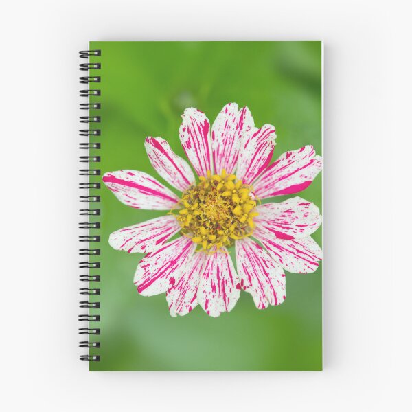 Item preview, Peppermint Stick Zinnia, Pink and White Striped Flower, Beautiful Photography Art designed and sold by Angela Dow.