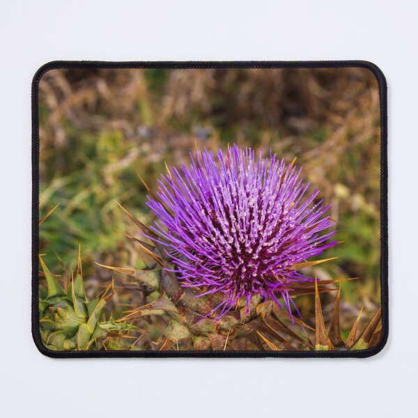 Item preview, Vibrant Purple Thistle Flower With Spiky Leaves Closeup In Natural Wildflower Habitat designed and sold by Nmallia.