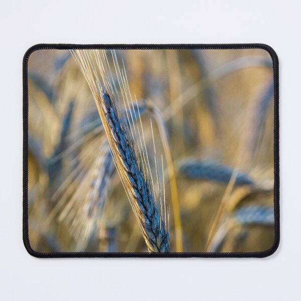 Item preview, Golden Wheat Close-Up in Barley Field at Sunset — Grain Ear Macro Agriculture Image designed and sold by Nmallia.