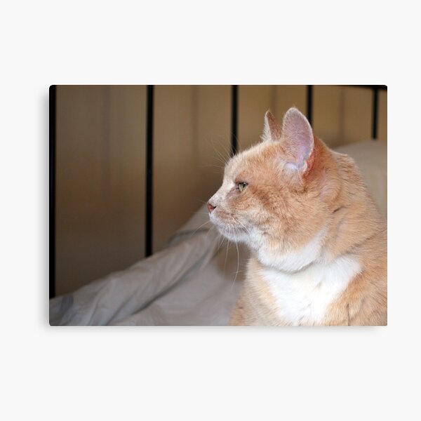 Effie Canvas Print