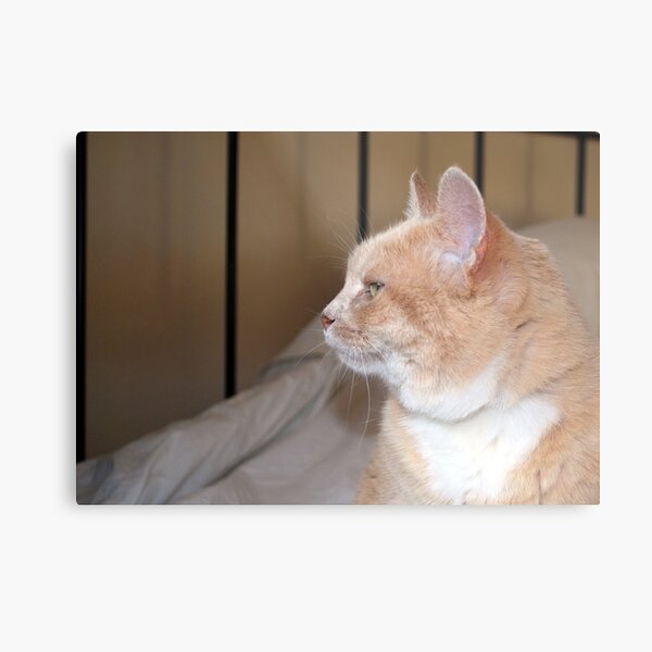 Effie Metal Print