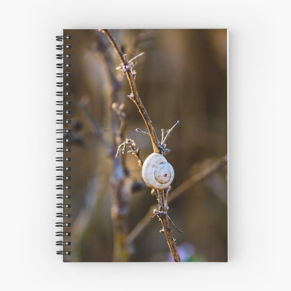 Item preview, Snail Shell on Dry Twig in Golden Light Close-Up Macro Nature Photograph Conveying Calm designed and sold by Nmallia.