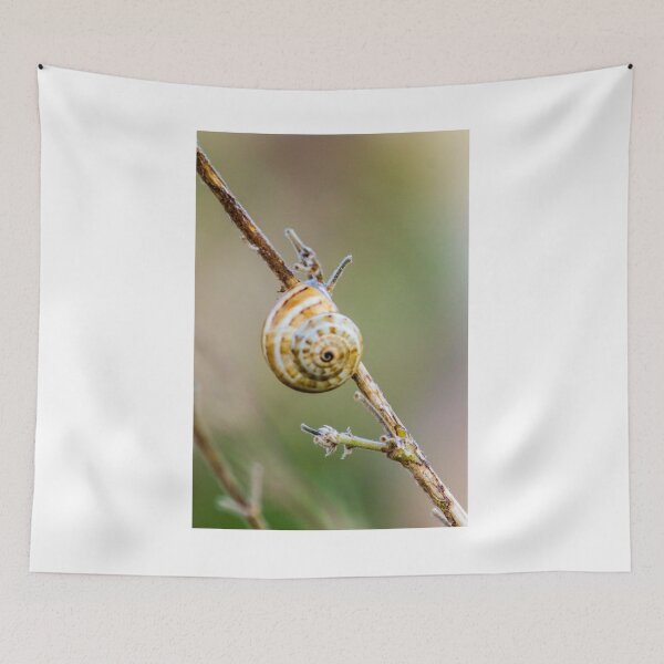 Item preview, Macro Close-Up Of Striped Snail Shell Clinging To Dry Twig In Soft Natural Light designed and sold by Nmallia.