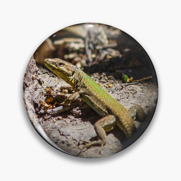 Item preview, Sunbathing Lizard On Rock In Dry Woodland Sunlight, Close-Up Reptile Portrait In Nature designed and sold by Nmallia.