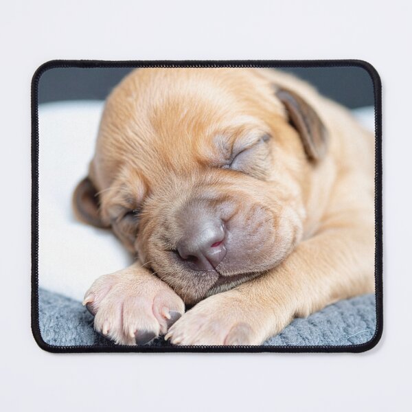 Item preview, Newborn Puppy Sleeping on Grey Knit - Soft Baby Dog Photography - Serene Pet Portrait designed and sold by WildGentlemen.