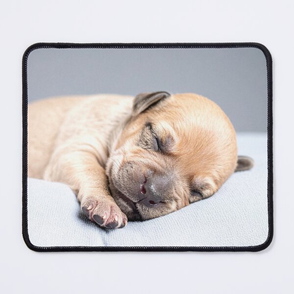 Item preview, Newborn Puppy Sleeping on Grey Pillow - Calm Baby Dog Photography - Soft Pet Aesthetic designed and sold by WildGentlemen.