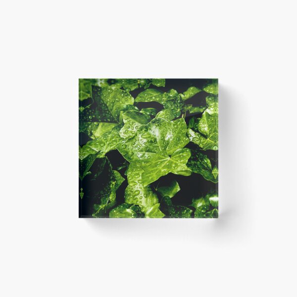 Item preview, Raindrops on Ivy designed and sold by Tom McPherson Photography.