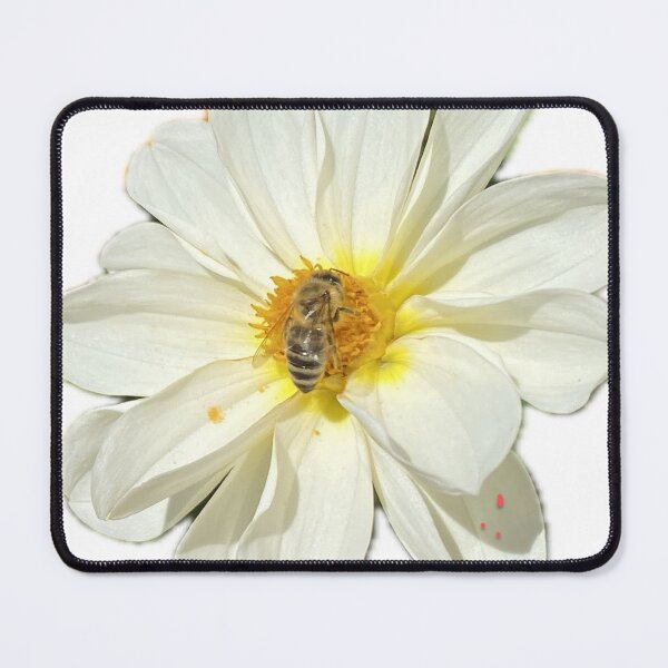 Item preview, White Dahlia Flower with Honeybee Pollinating Isolated on White designed and sold by BalkanBloom.