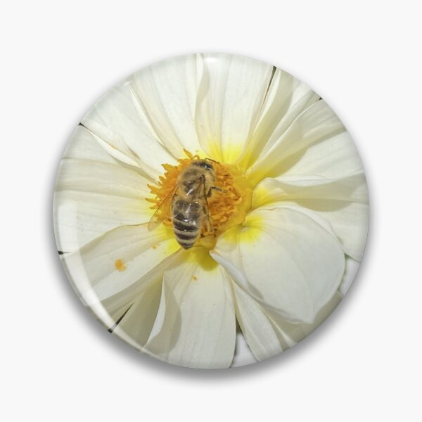 Aperçu de l'œuvre Fleur de dahlia blanche pollinisée par une abeille, isolée sur fond blanc créée et vendue par BalkanBloom.