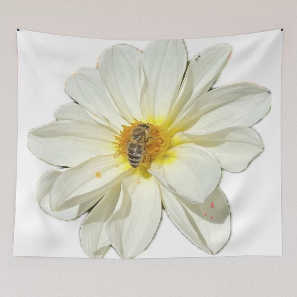 Item preview, White Dahlia Flower with Honeybee Pollinating Isolated on White designed and sold by BalkanBloom.