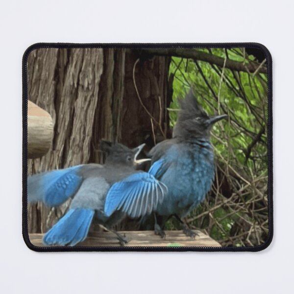 Item preview, Steller's Jays in the Ivy  designed and sold by WigOutlet.