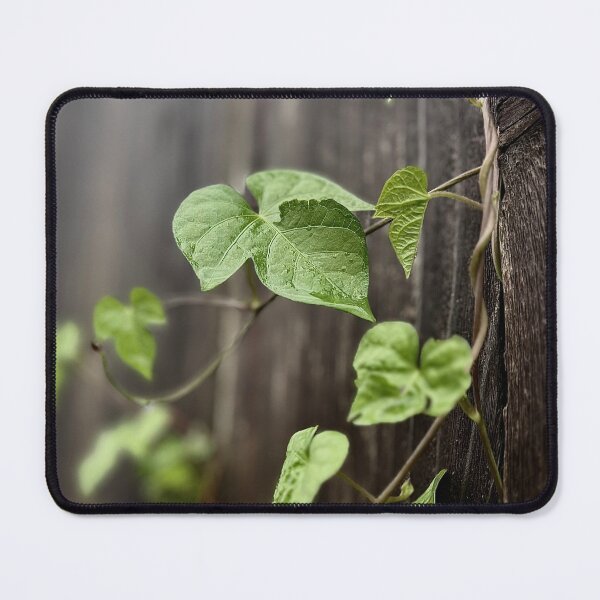 Item preview, Plant growing on a wooden fence designed and sold by Baulmonart.