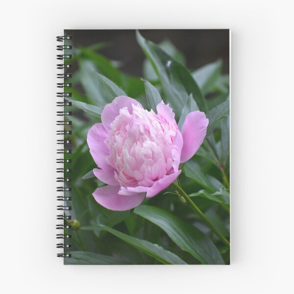Item preview, A Pop of Pink designed and sold by mmcpix.
