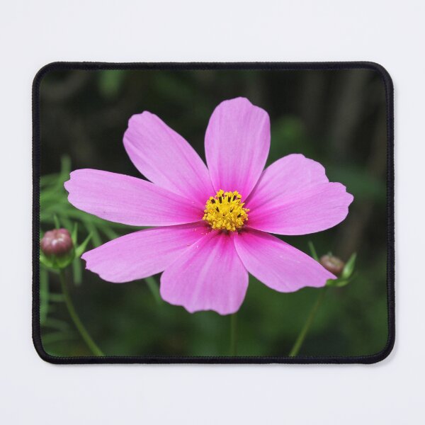 Item preview, Pink Cosmos Flower In Bloom Print designed and sold by 27Tammy27.