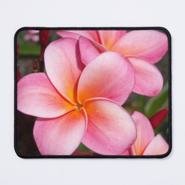 Item preview, Pink plumeria #7, Big Island, Hawai'i designed and sold by JDY Studio Designs.