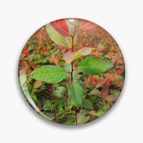 Item preview, Young Eucalyptus Sapling in Greenhouse designed and sold by NaileyCreative.