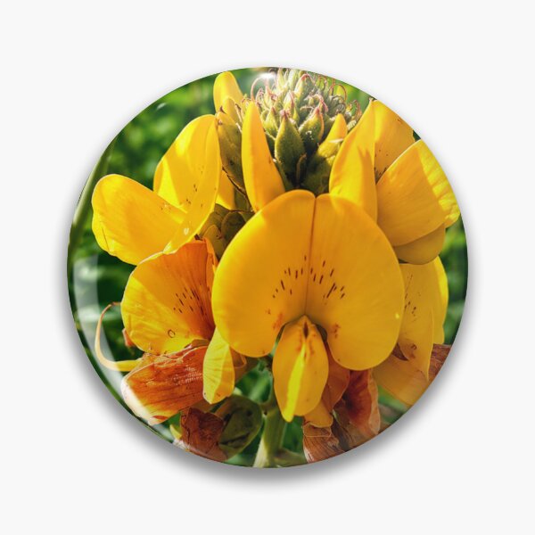 Item preview, Vibrant Yellow Crotalaria Rattlebox Flowers designed and sold by NaileyCreative.