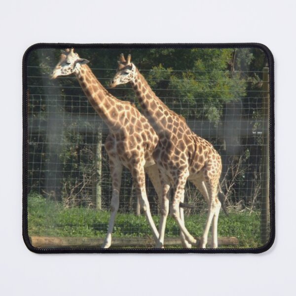 Item preview, Two beautifl young giraffe designed and sold by aligata1970.