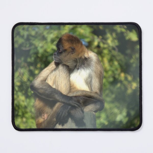 Item preview, Cute Sitting Spider Monkey designed and sold by aligata1970.