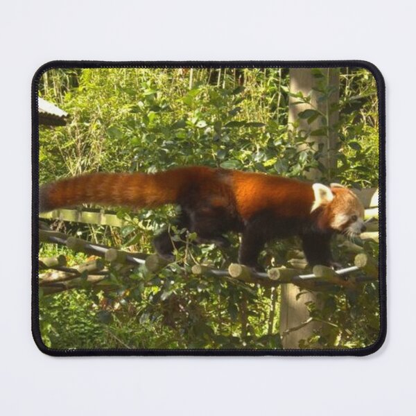 Item preview, Beautiful Red Panda designed and sold by aligata1970.
